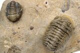 Pustulous Morocops Spinifer Trilobite With Two Gerastos #230505-4